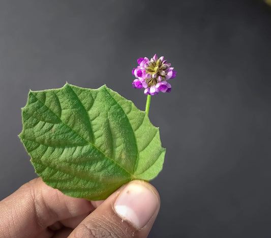 Bakuchiol: El Poder Natural para la Piel Madura